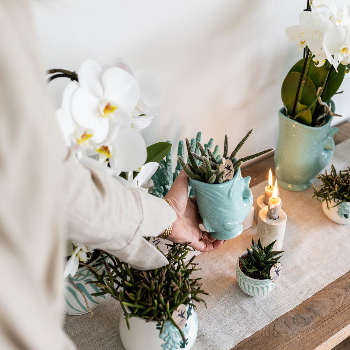 Pflanzenset - Keramiktopf "Fisch" Türkis | Phalaenopsis Orchidee und Crassula Hobbit Sukkulente