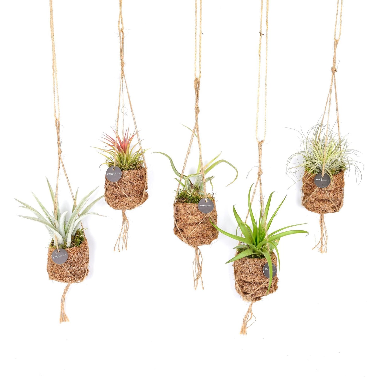 Kokodama Birdnest Tillandsia Mix - 8 Stücke - Ø7cm - ↕5cm