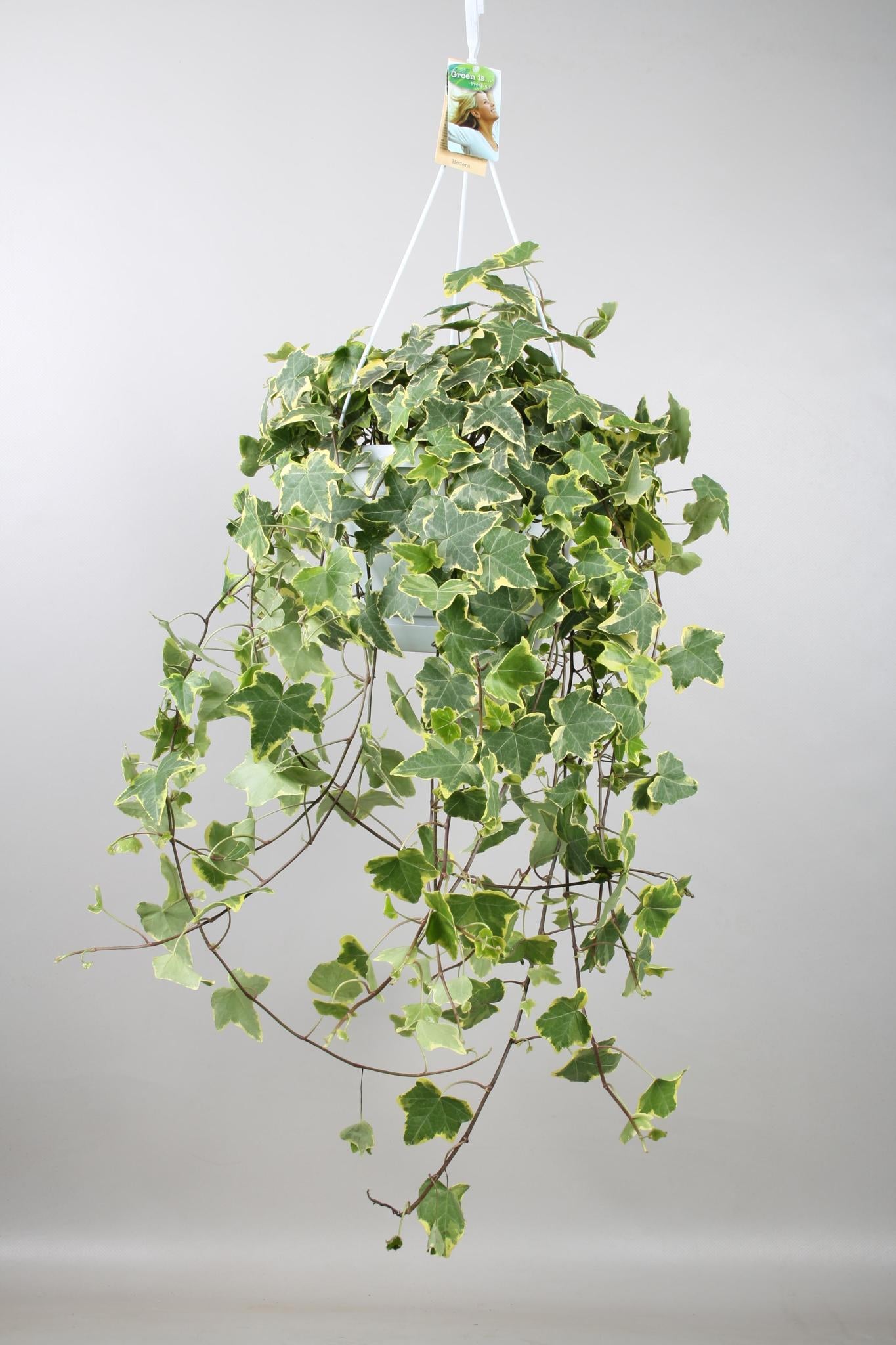 Hedera Helix Gold Child - Hang/XXL - Ø24cm - ↕cm