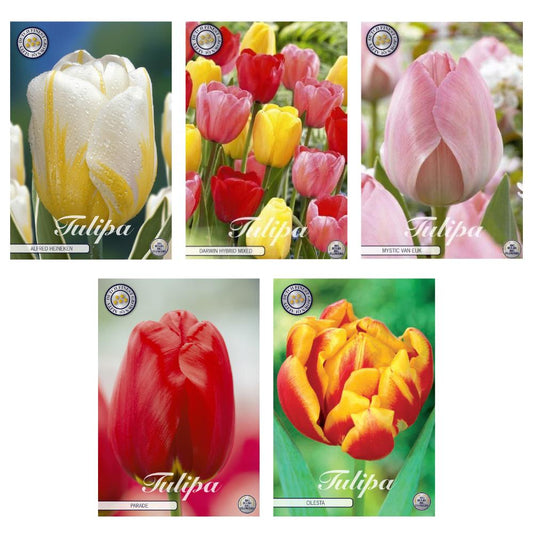 Vielfältiger Tulpen-Mix: 47 Premium Zwiebeln, 5 ausgewählte Sorten