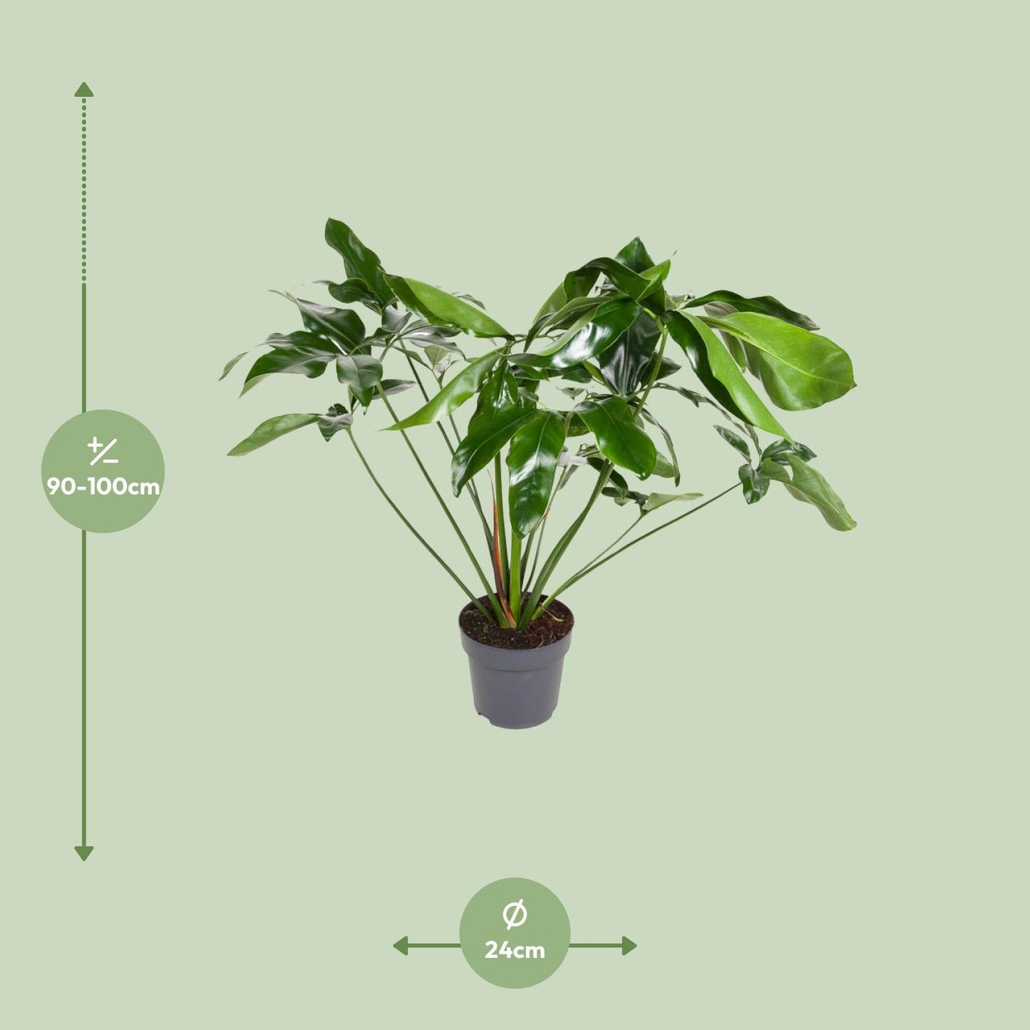 Philodendron Green Wonder – Üppiger Kletterphilodendron für luxuriöse Innenräume (Ø 24 cm, Höhe 100 cm)