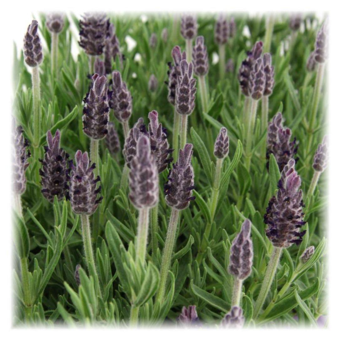 Lavandula stoechas Anouk® – Set von 6 Pflanzen im 12 cm Topf (Schopflavendel)