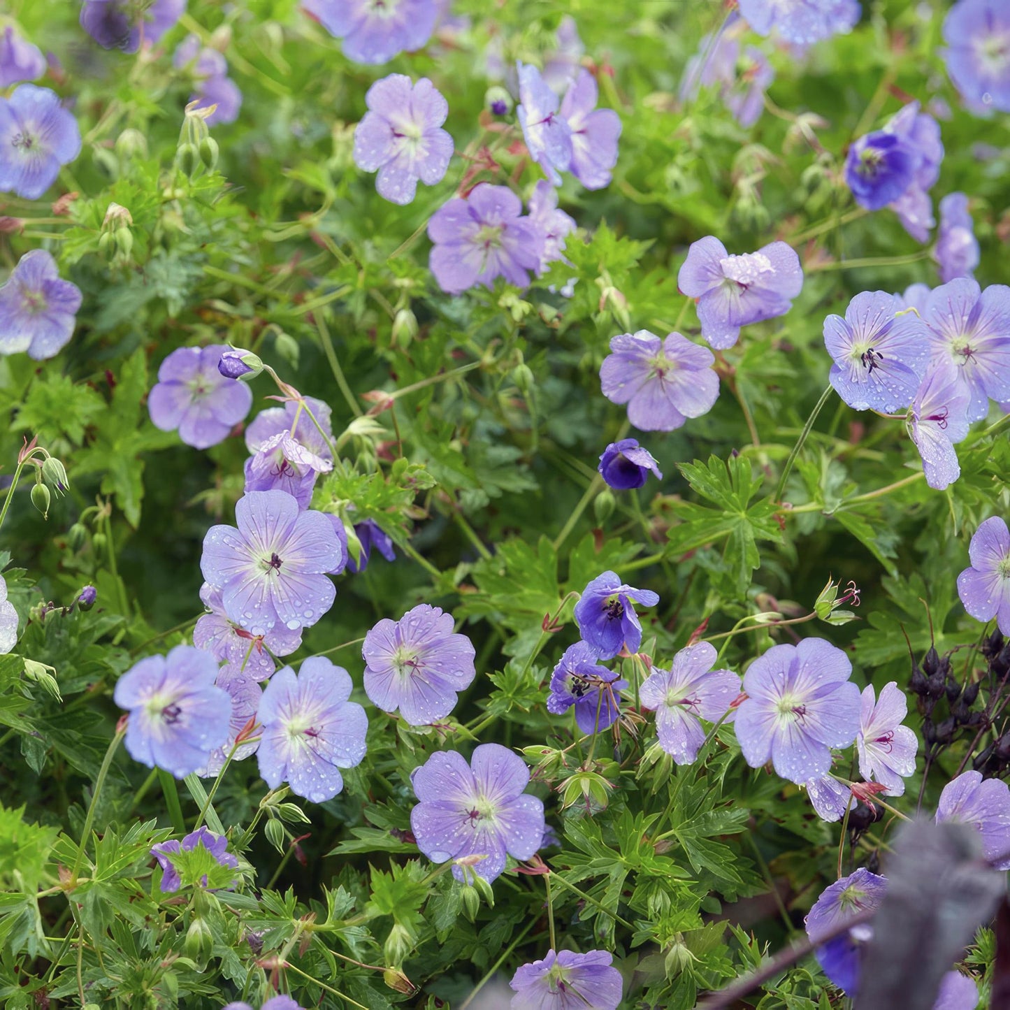 Geranium Rozanne - ↕25cm - Ø9cm - 6x