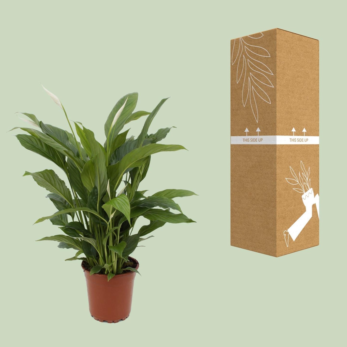 Spathiphyllum Torelli P17 - Ø17cm - ↕65cm | Elegante Friedenslilie mit luftreinigender Wirkung