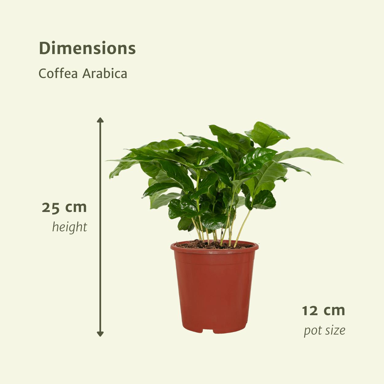 Coffea Arabica (Kaffeepflanze) - 2 Stücke - Ø12cm - ↕25cm