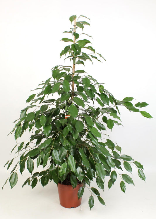 Ficus Benjamina 'Exotica'  - Ø21 cm - ↕110 cm