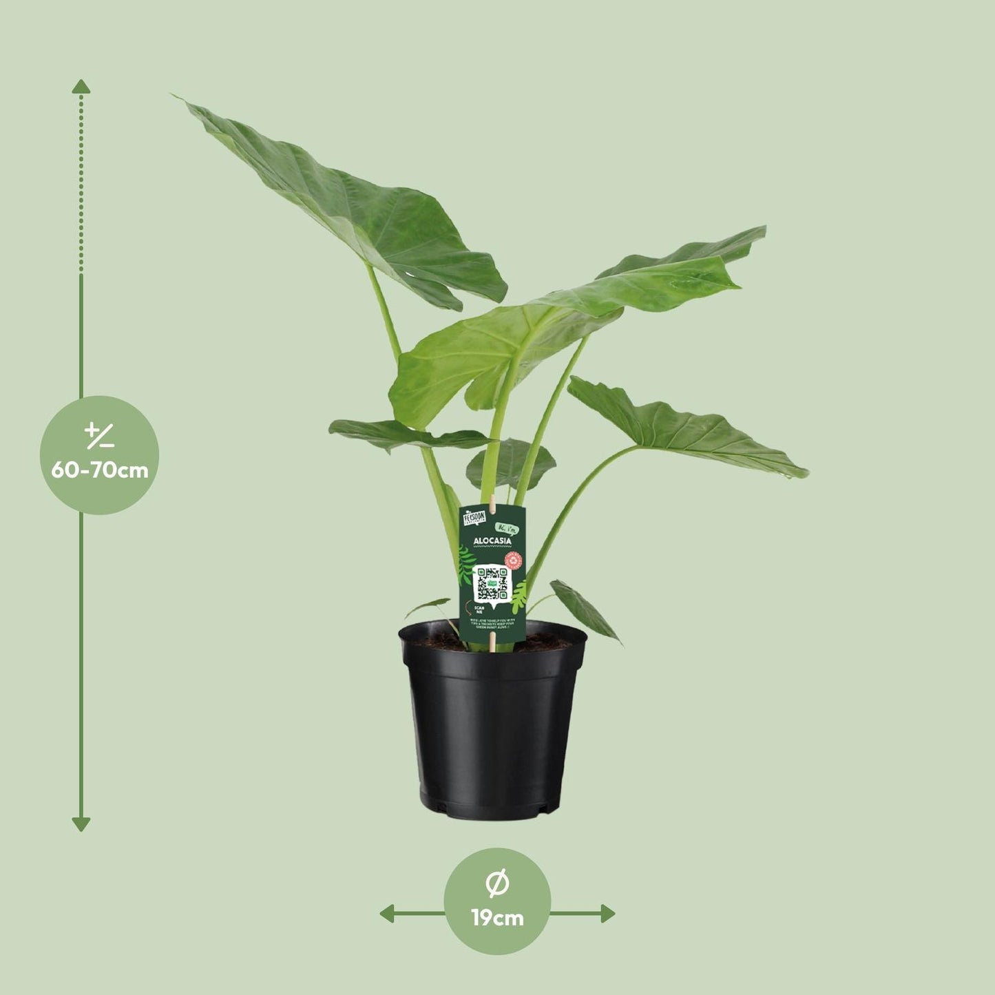 Alocasia Macrorrhiza | Elegante Elefantenohr-Pflanze | Tropische Zimmerschönheit | Ø19cm Topf, ↕70cm Höhe