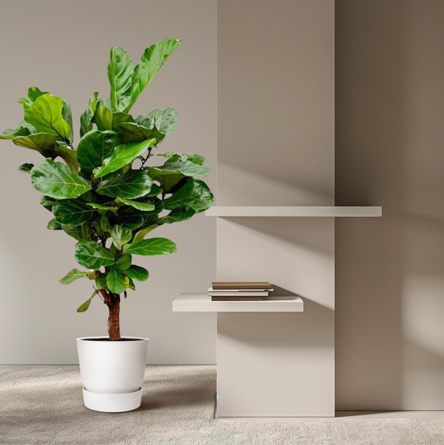 Ficus Lyrata vertakt - 150cm - ø24