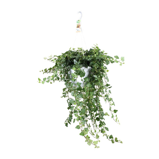 Hedera Helix Wonder - Ø24 - ↨70cm