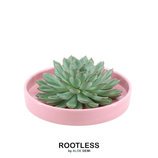 ROOTLESS Succulent Echeveria Pulidonis in Schale 'rosa' Ø20 cm - ↕5 cm