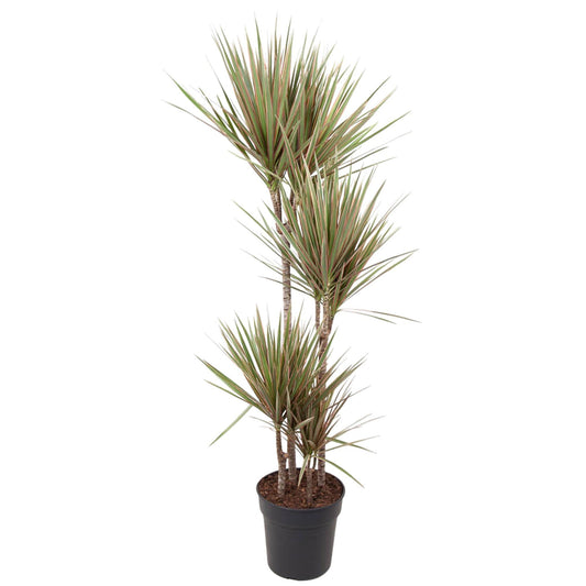 Dracaena Bicolor - 160 cm - ø27