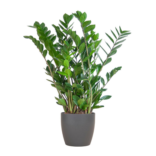 Zamioculcas Zamiifolia mit grauem Übertopf - 80cm - Ø21