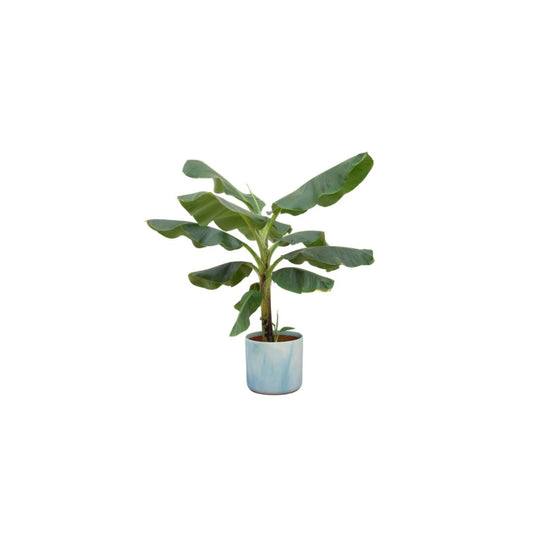 Combi deal - Bananenplant (Musa) Inklusive Ocean Round-Topf Ø22 - 100 cm