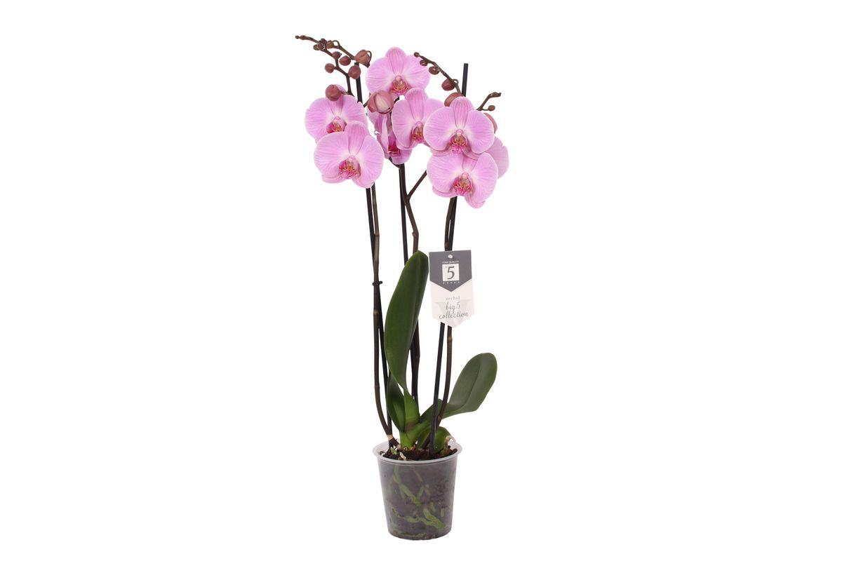 Phalaenopsis Elion - 3 Äste - 60 cm - Ø12cm