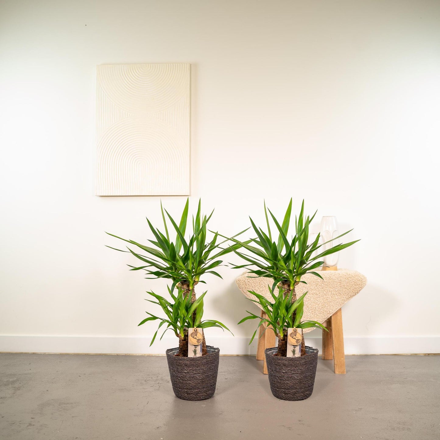 Yucca (2x) - ↨90cm - Ø17cm