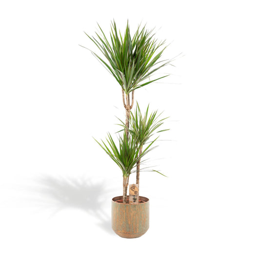 Dracaena mit Topf - ↨120cm - Ø21cm