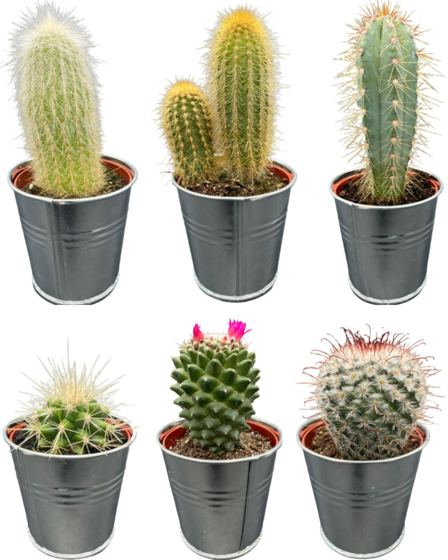 Cactus Mix - 6.5cmØ - 8-15cm hoog- (6 Stuks) - Zinc - Ø7.5 cm