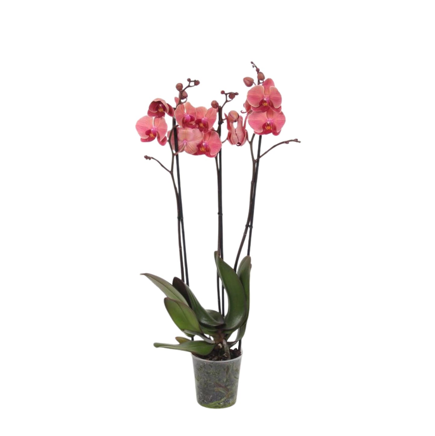 Phalaenopsis Narbonne - 3 Äste - 60 cm - Ø12cm