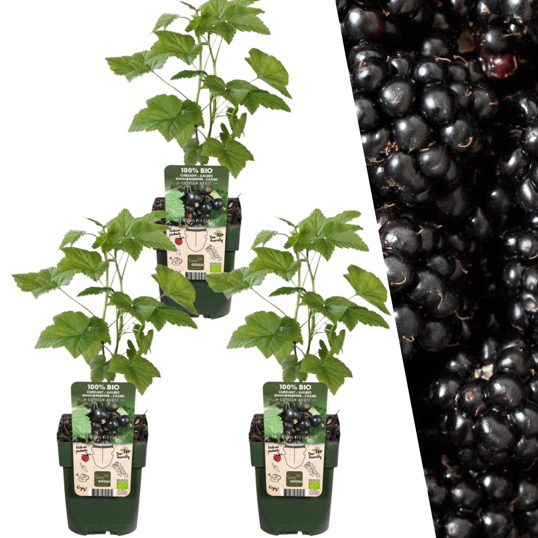 Brombeerenpflanzen BIO - Ø 13 cm - ↨ 20 cm (3x)