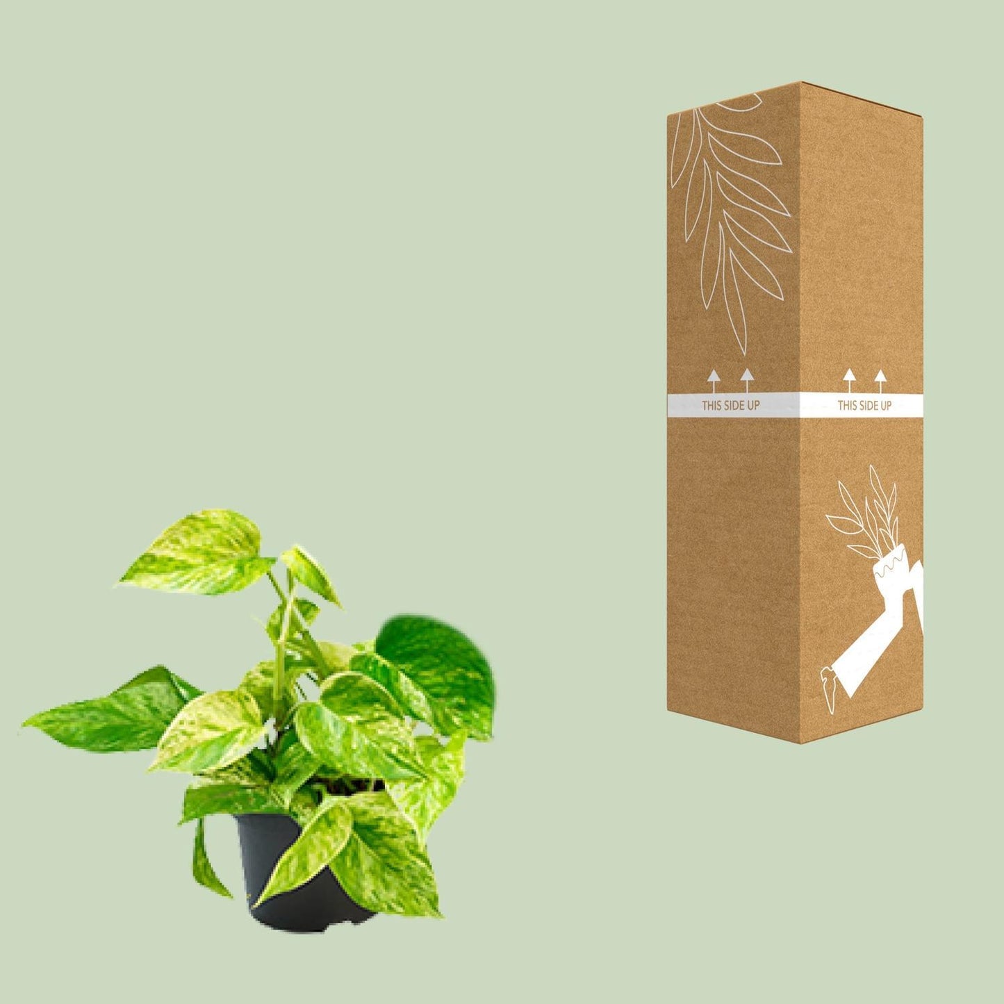 Epipremnum Marble Queen - Ø12 - ↨15cm