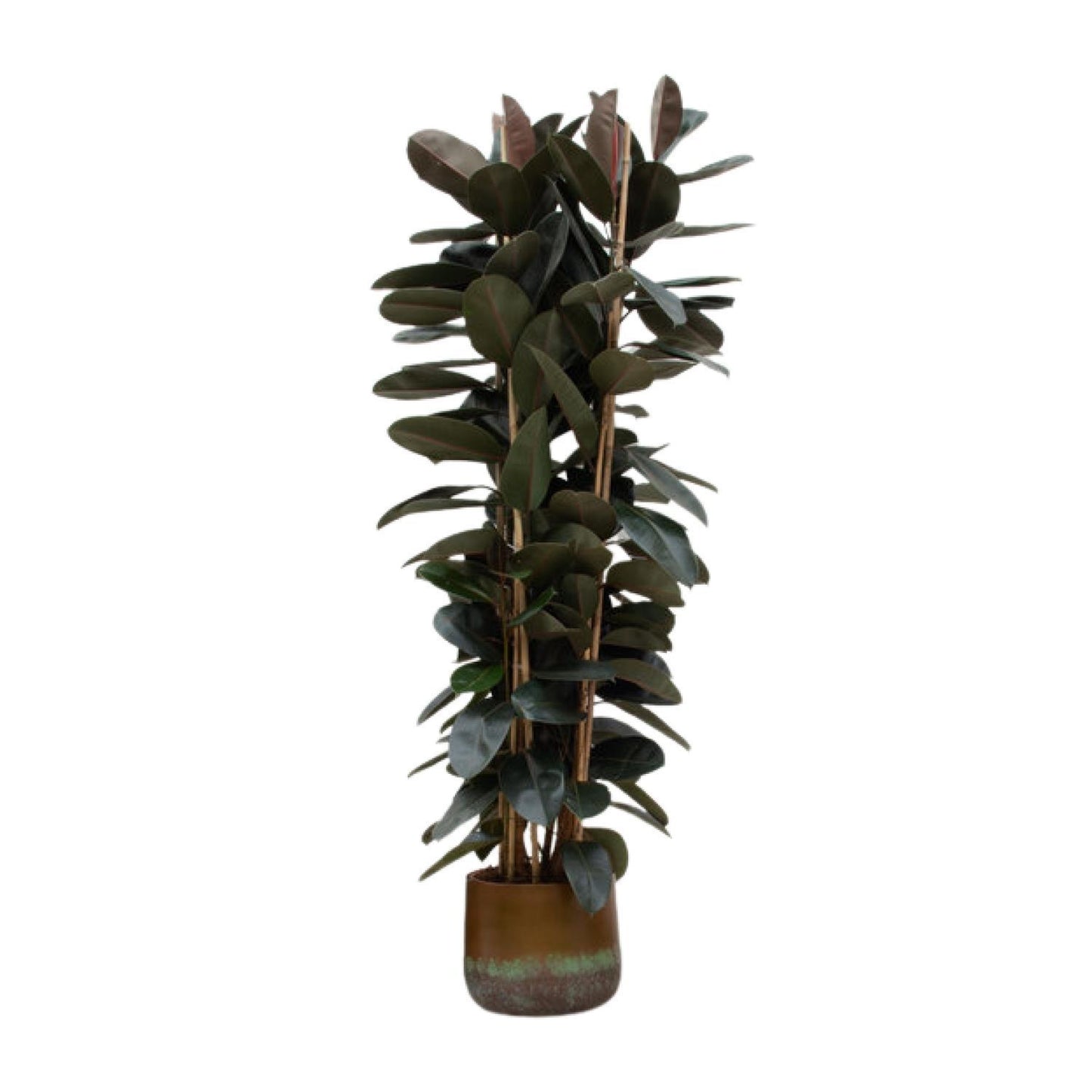 Ficus Elastica Abidjan struik  - 225cm - ø40cm