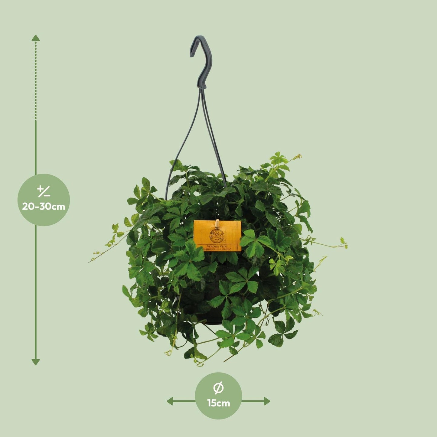 Parthenocissus Striatha Hang – Dekorative Hängepflanze mit elegantem Blattwerk (Ø 15 cm, Höhe 15 cm)