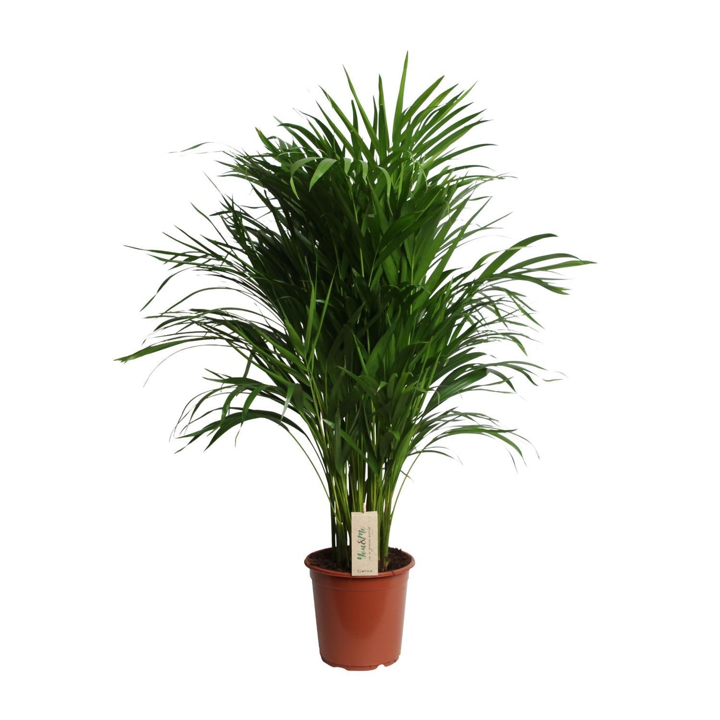 Areca Palme (Dypsis Lutescens) - Ø21cm - ↕100cm