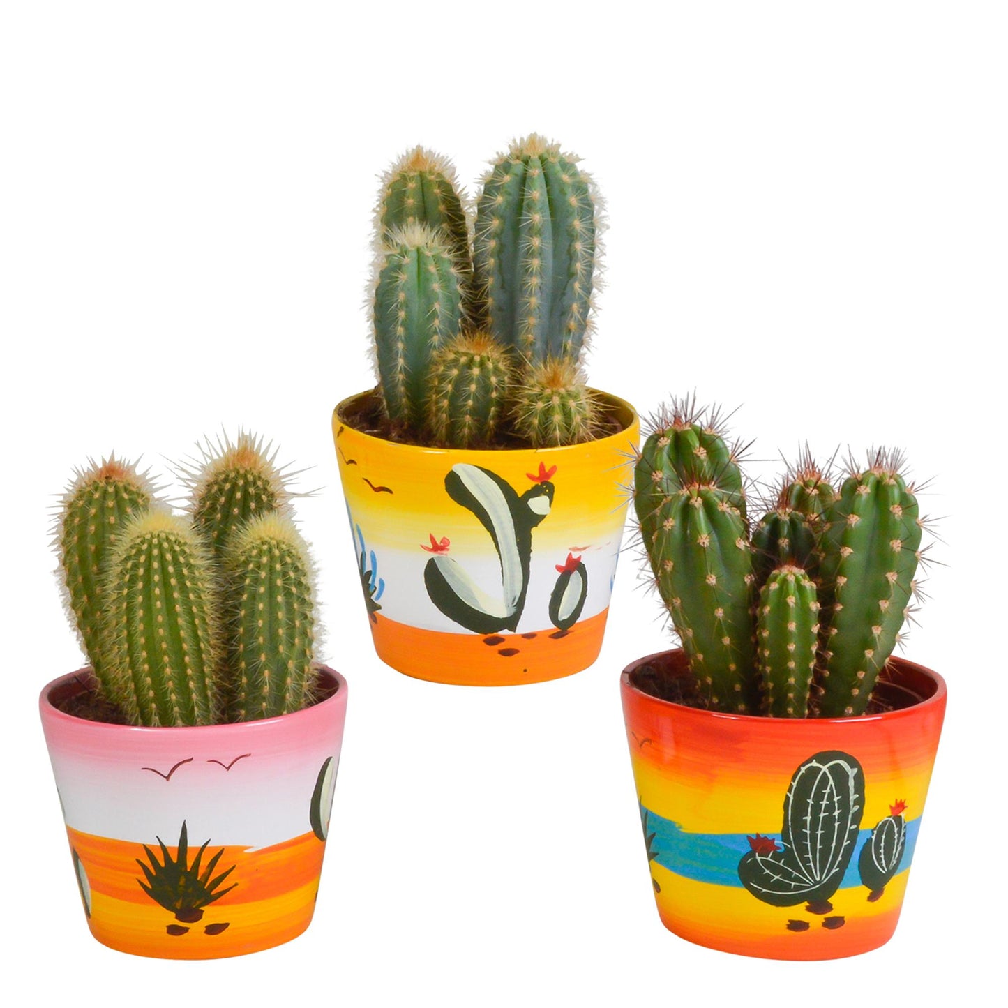 Cereus-Mischung - 10,5 cm - 3x - im Mexikanischen Topf