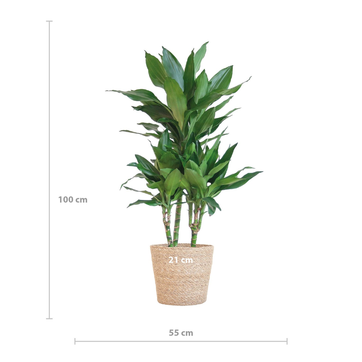 Dracaena  Janet Lindt mit Sofia-Korb natur - 95cm - Ø21