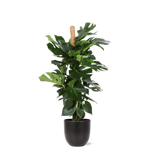 Monstera Deliciosa Ø27cm - ↕150cm im schwarzen Topf