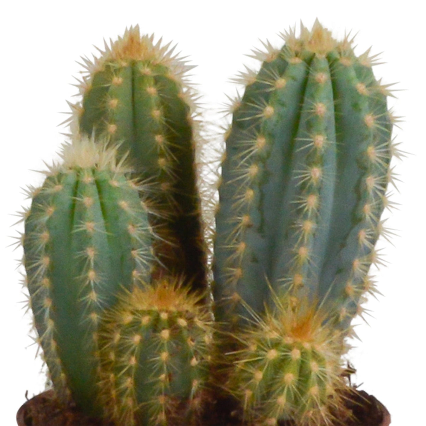 Cereus-Mischung - 10,5 cm - 3x - im Mexikanischen Topf