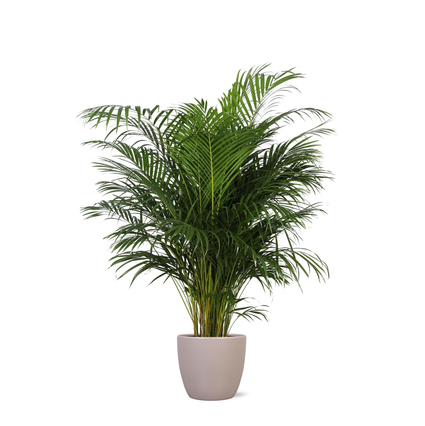 Dypsis Lutescens (Areca Palm) Ø27cm ↕160cm im Boule TAUPE-Topf