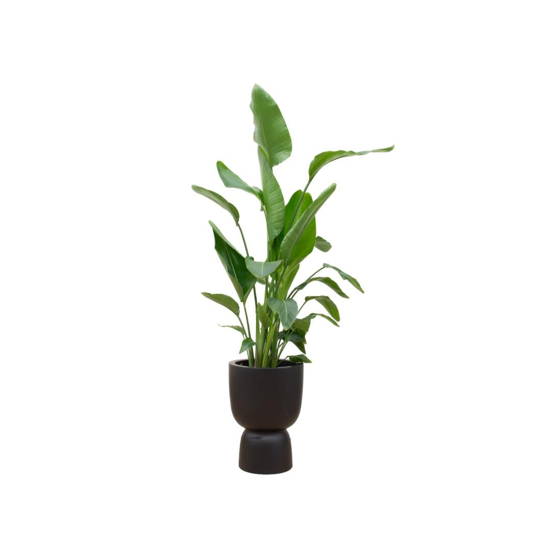 Combi deal - Strelitzia Nicolai inclusief elho Pure Coupe zwart Ø35 - 200 cm