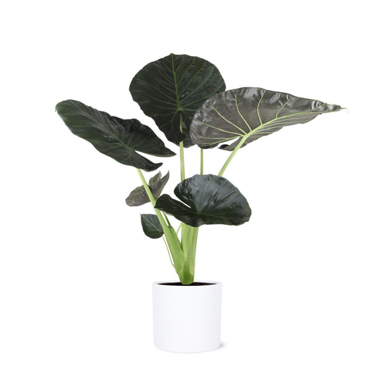 Alocasia Regal Shield - Ø24 cm, ↕110 cm im Era Weiß-Topf