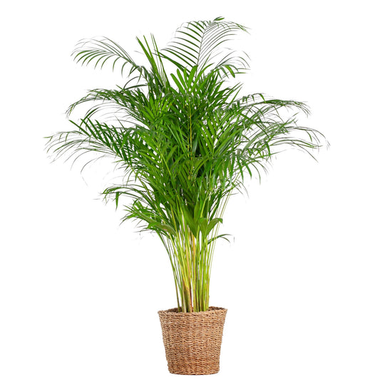 Areca Palm (dypsis) XL mit Korb Torun  - 120cm - Ø24