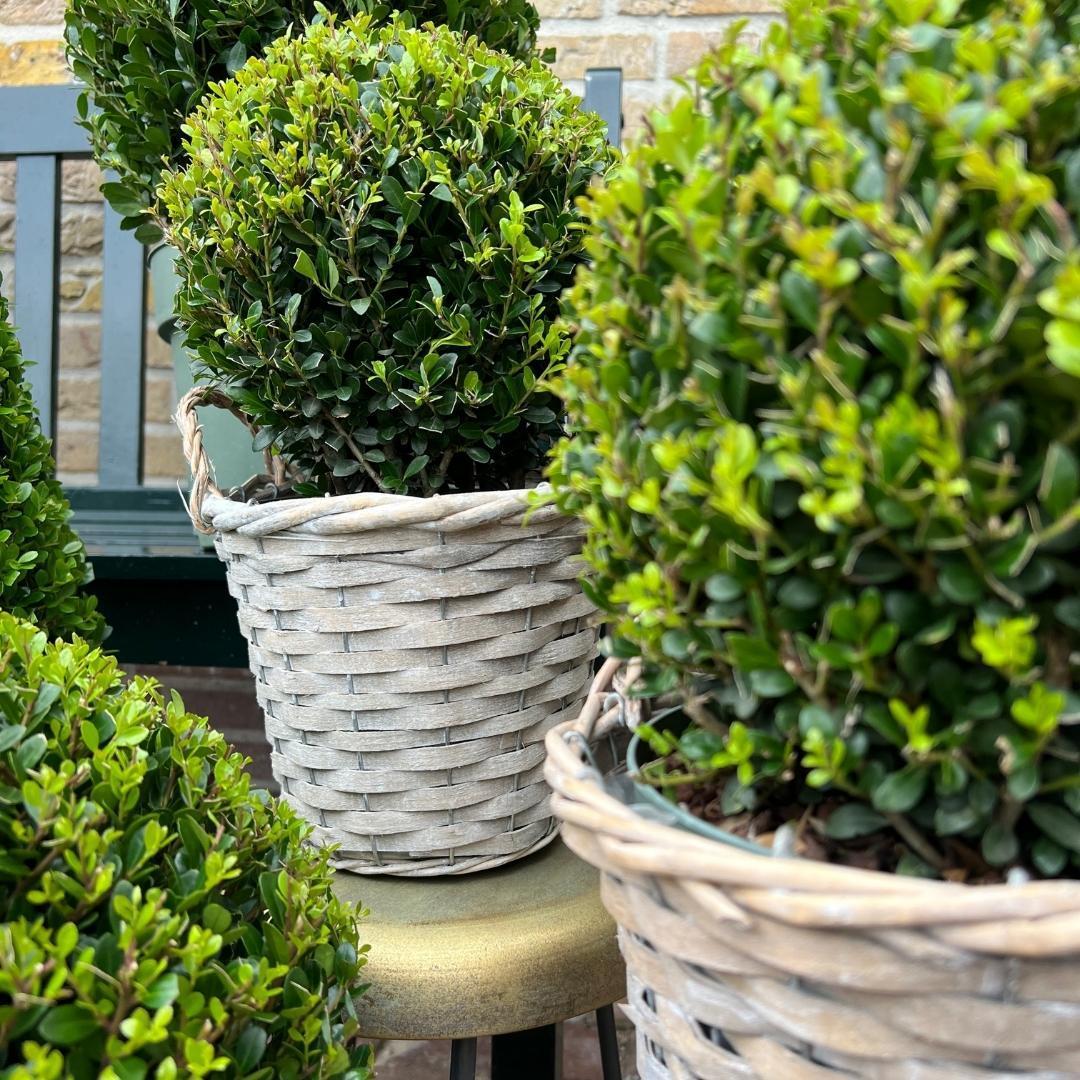 Ilex crenata 'Jenny' Kugelform | 2er-Set in Rattan-Korb | Winterharte Buchsbaum-Alternative | Ø20 cm