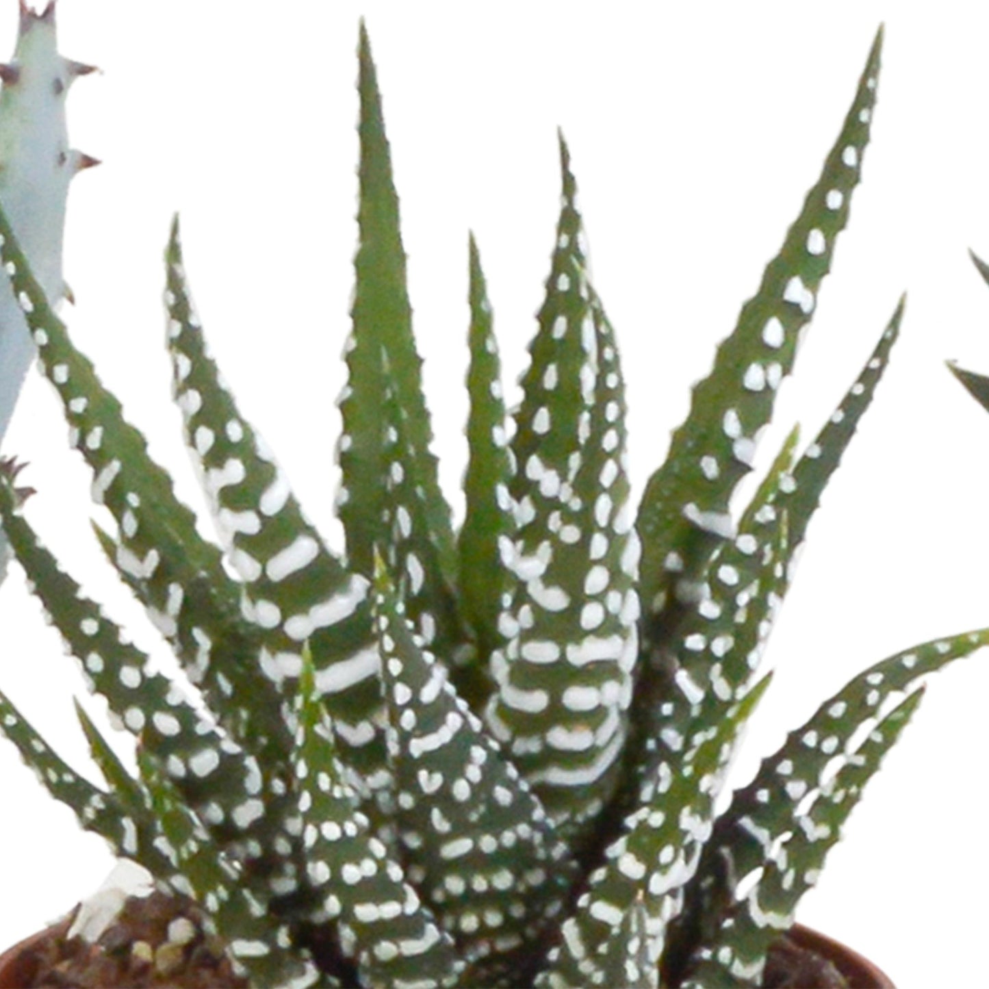 Gasteria/Haworthia-Mischung 5,5cm - 5x - in terracotta pot