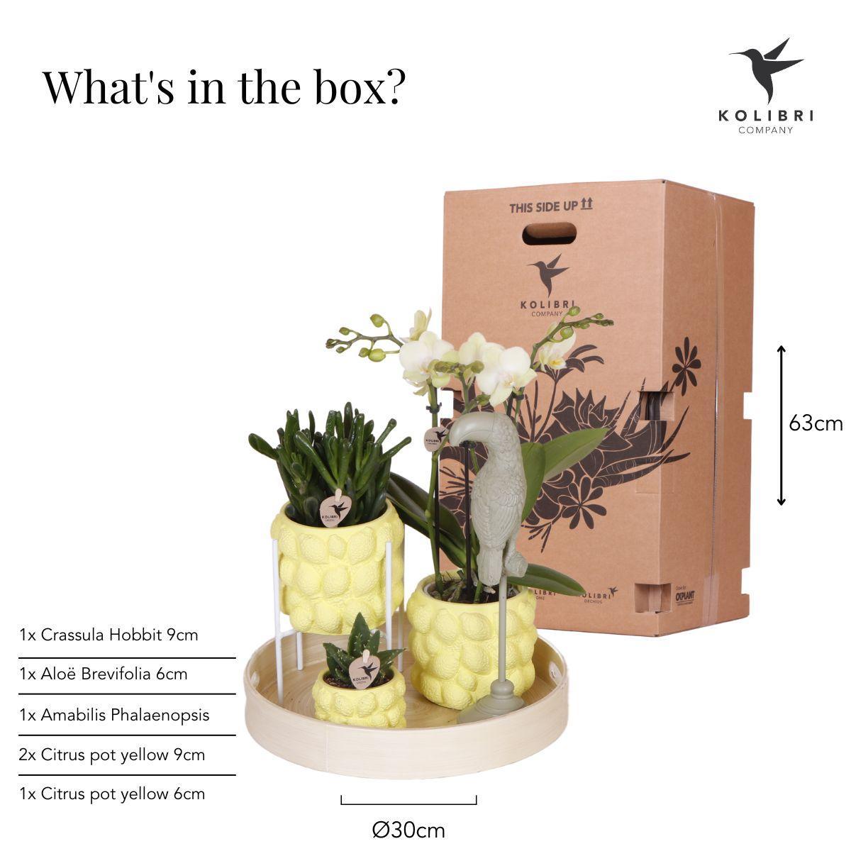 Kolibri Company | Geschenkset Zitruspflanzen-Set mit gelber Phalaenopsis-Orchidee und Sukkulenten inkl. Keramik-Ziertöpfe