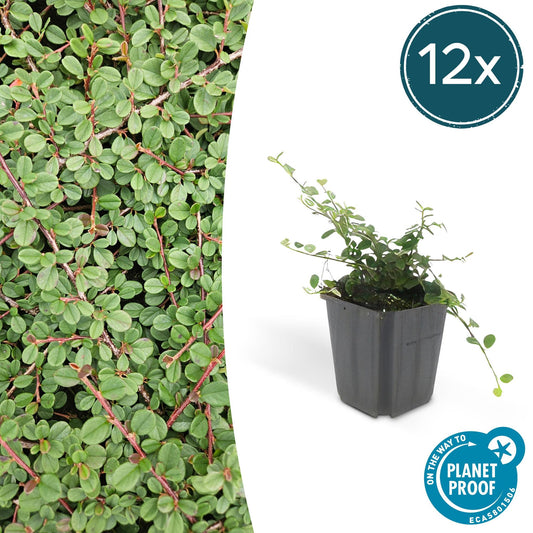 Cotoneaster pr. 'Queen of Carpets' - ↕25cm - Ø9cm - 12x