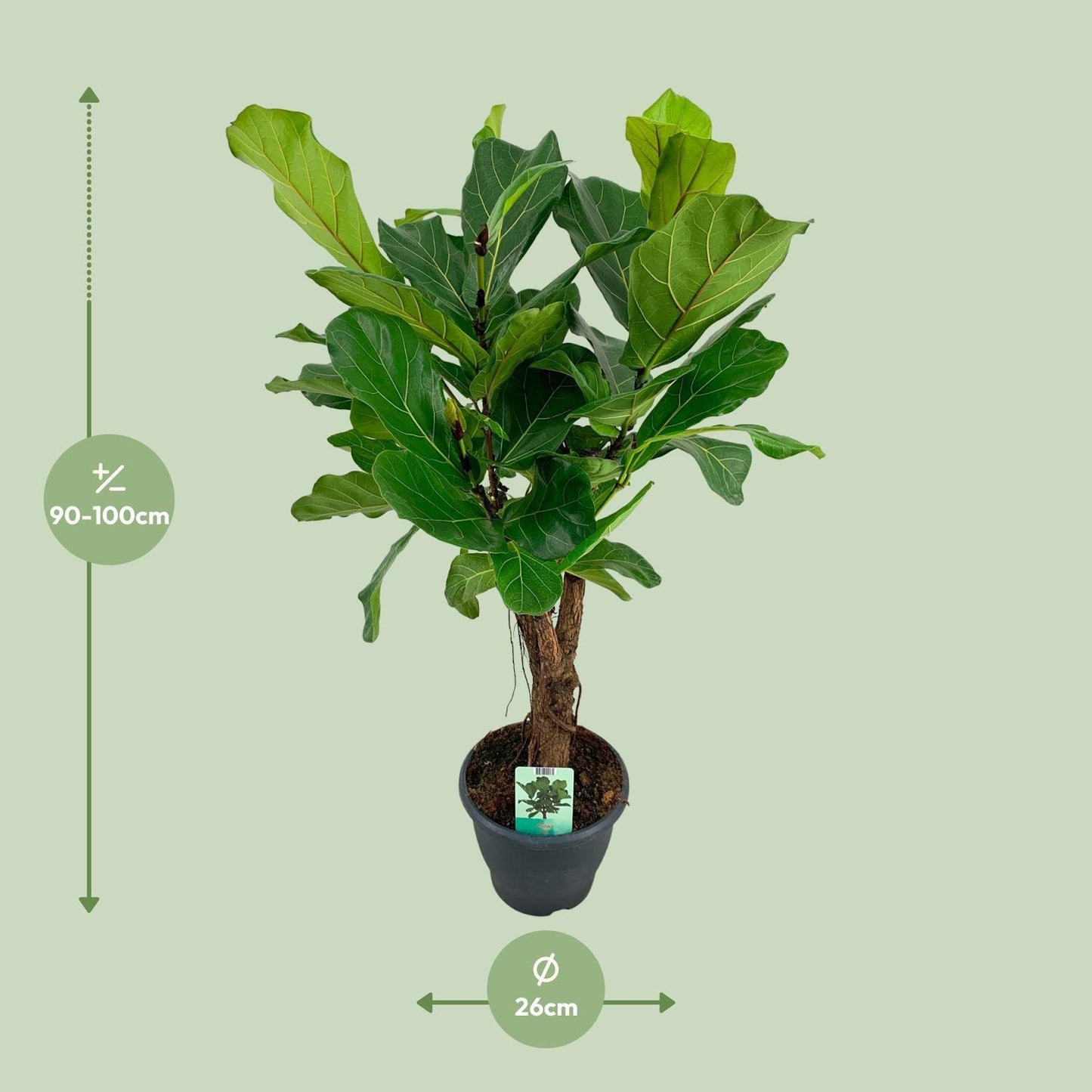 Ficus Lyrata - Ø26cm - ↕100cm