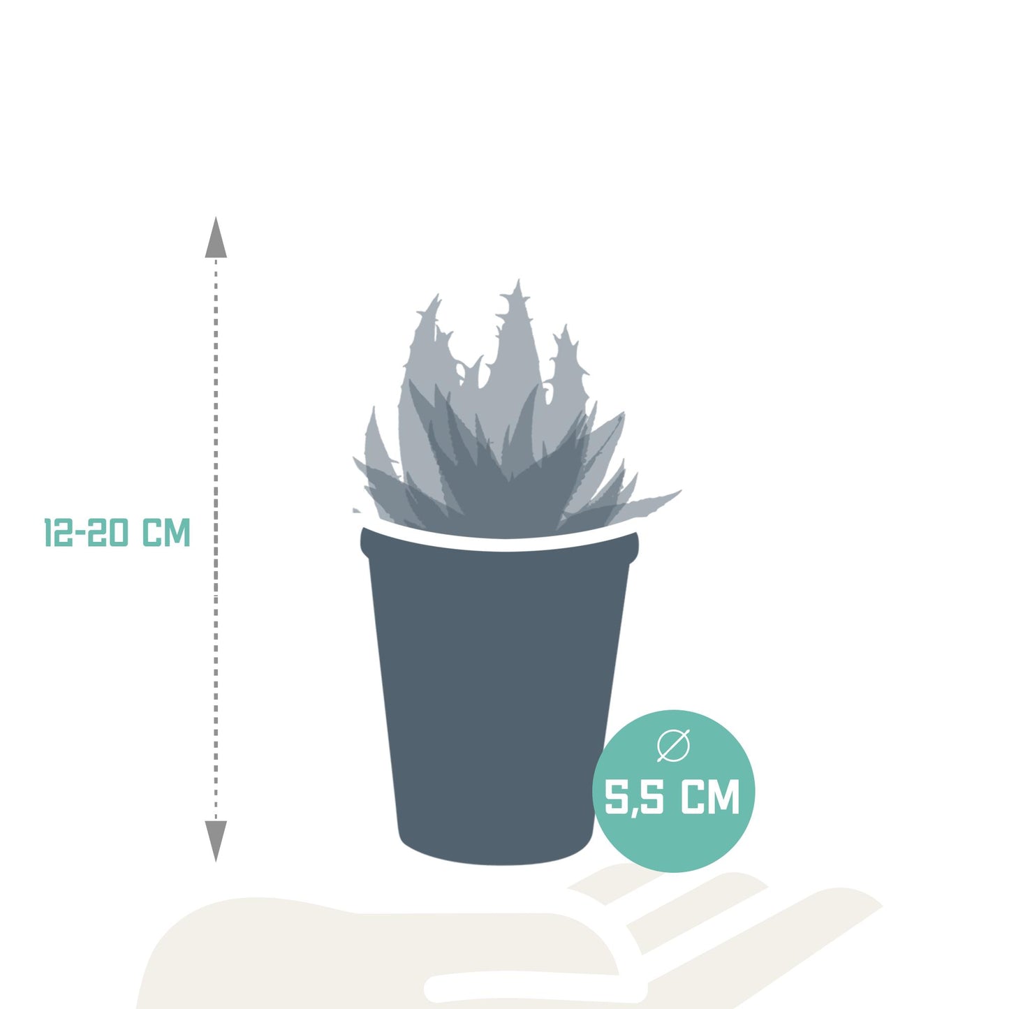 Gasteria/Haworthia-Mischung 5,5cm - 5x - in terracotta pot