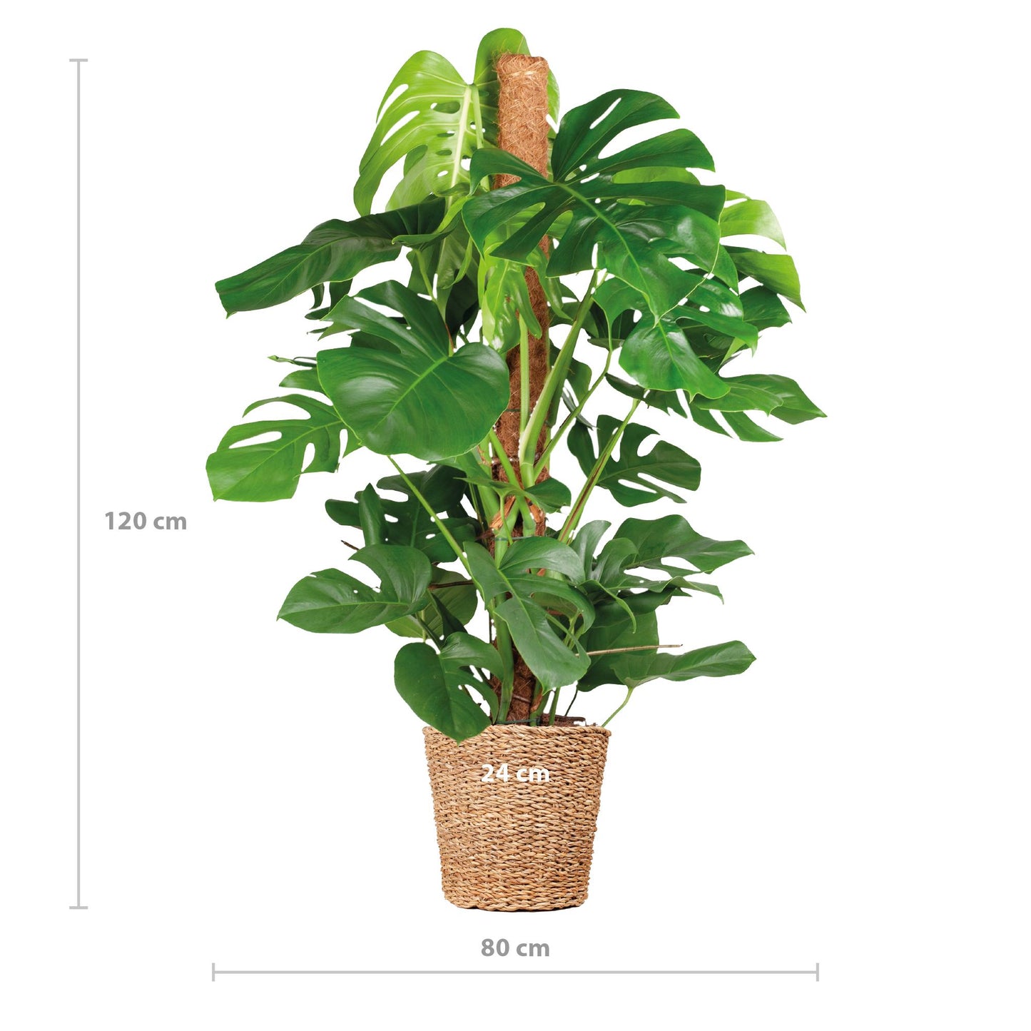 Monstera Deliciosa XL mit Korb Torun  - 120cm - Ø24