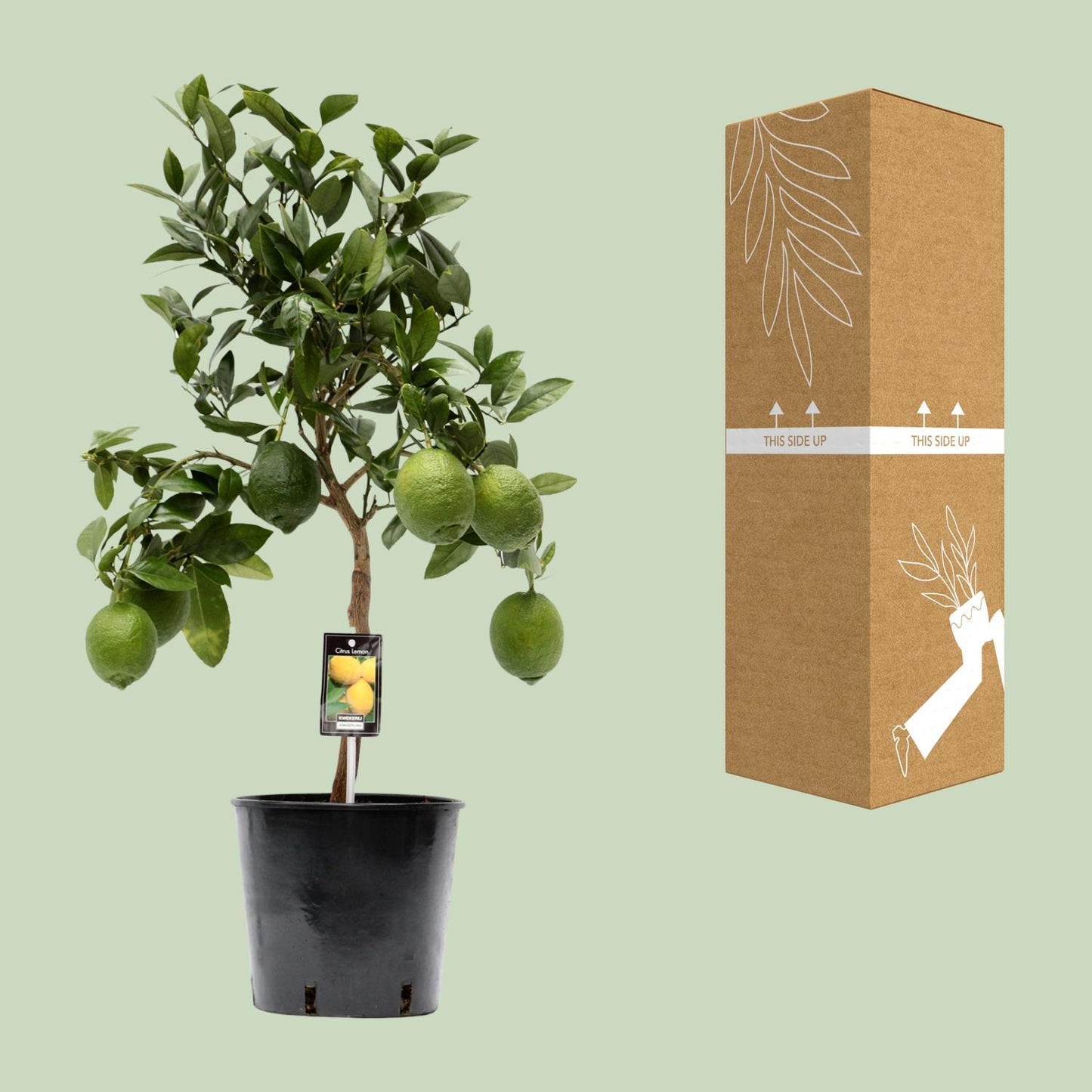 Zitronenbaum - Citrus Lemon - Ø22 cm - ↕80 cm | Kompakter Zitrusbaum für Mediterranen Flair