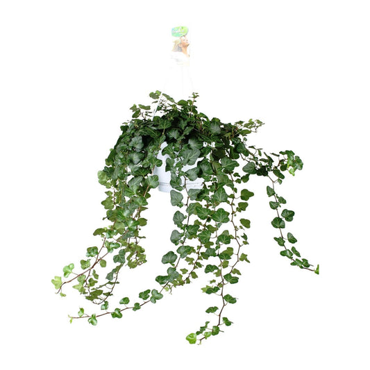 Hedera Helix Wonder - Ø17 - ↨70cm