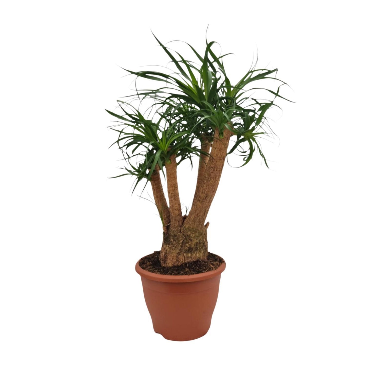 Beaucarnea Nolina  (Elefantenfuß)  - Ø26cm - ↕75cm