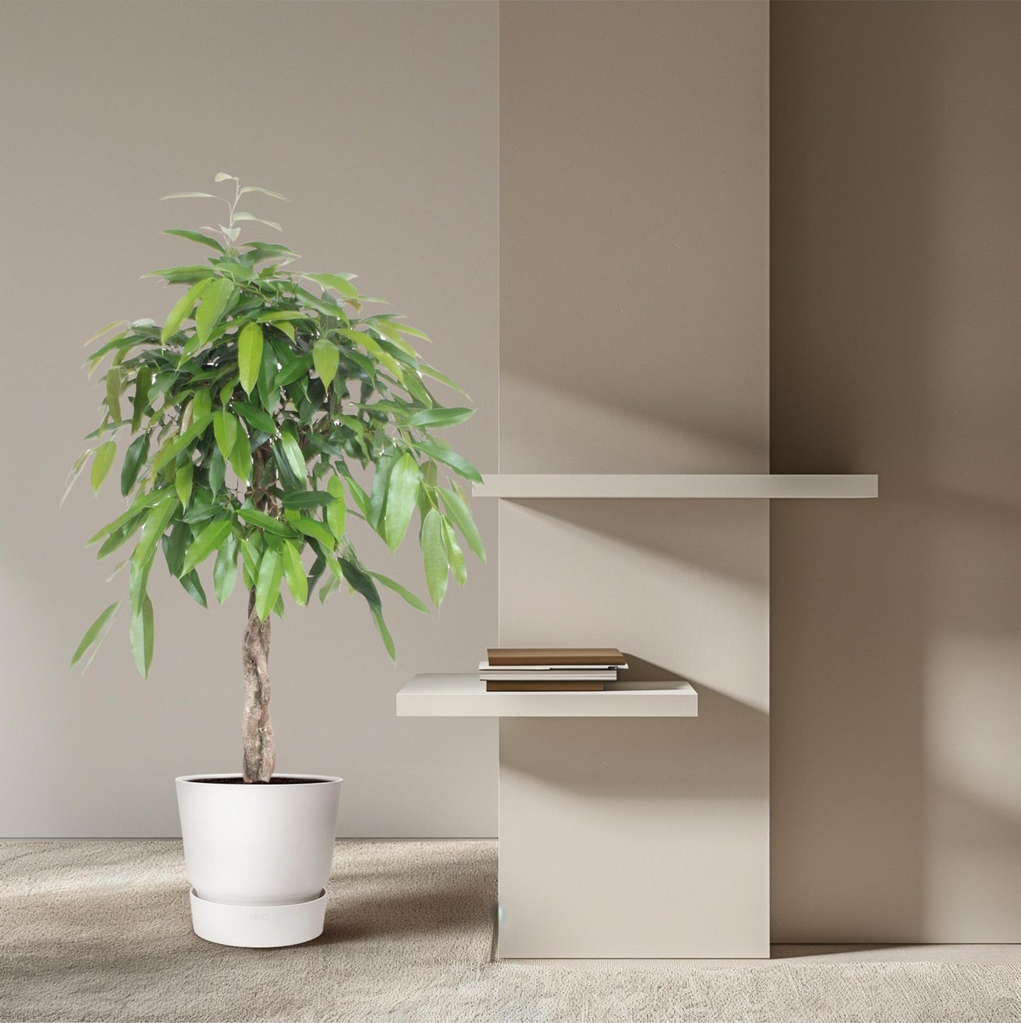 Ficus Amstel King Geflochtenem Stamm - 140 cm - Ø30 cm