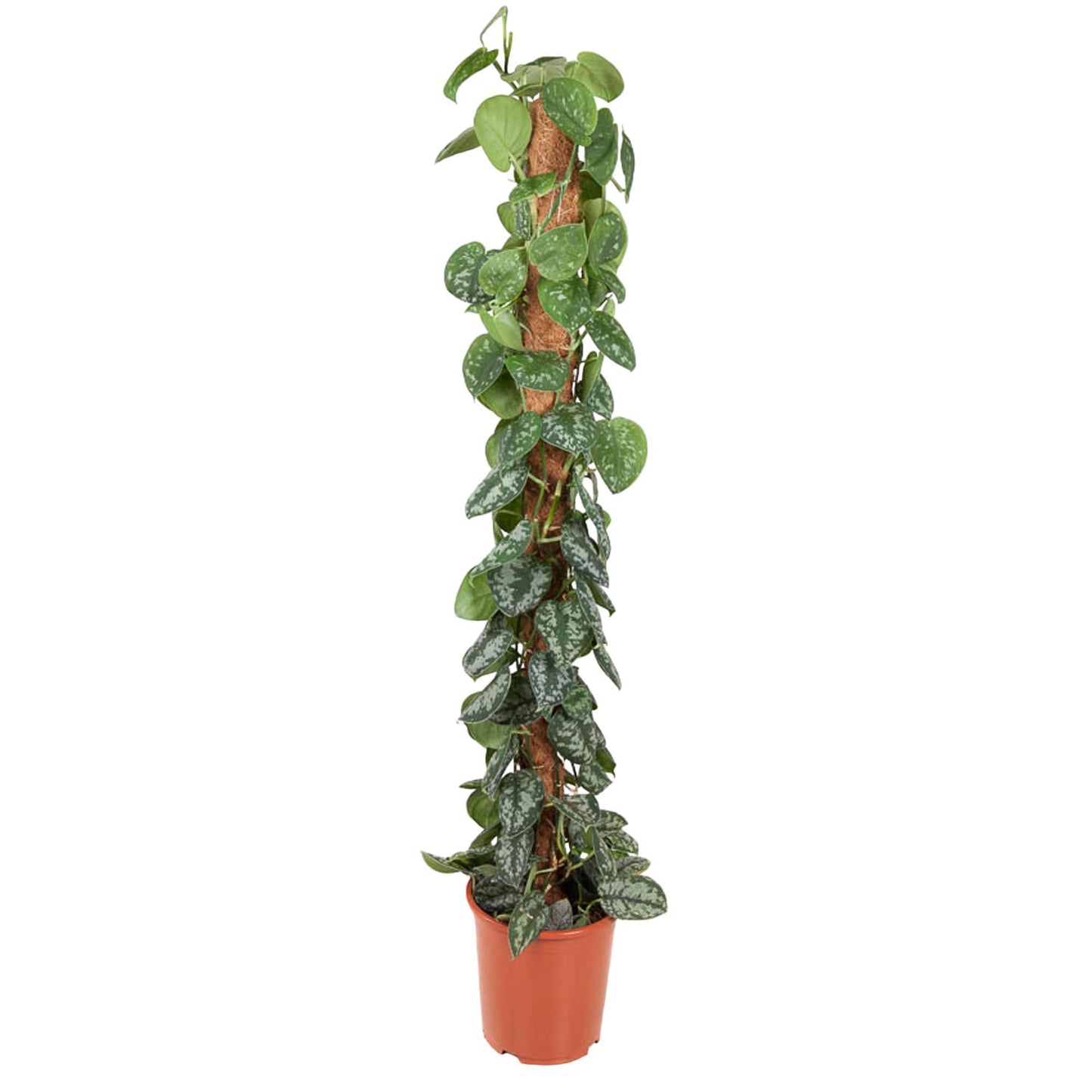 Epipremnum Pictus Trebie - 150 cm - ø27