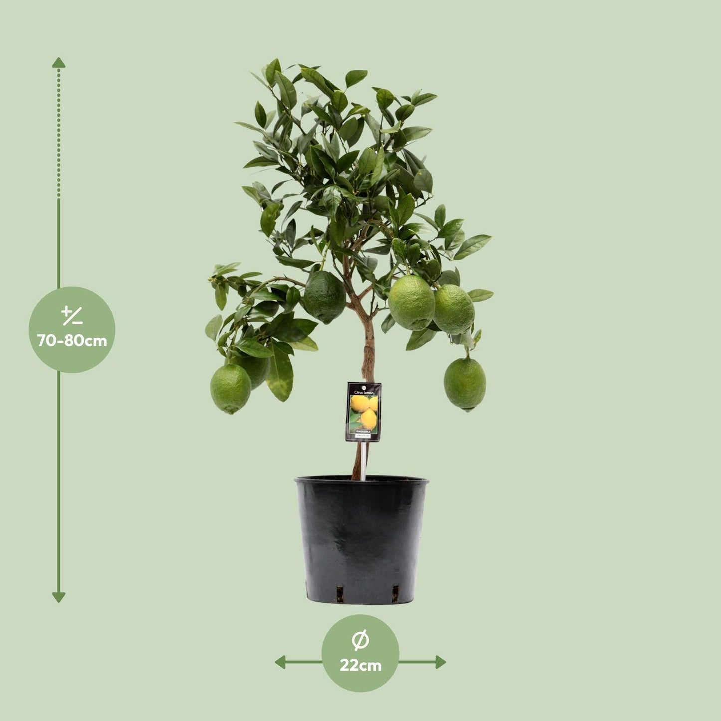 Zitronenbaum - Citrus Lemon - Ø22 cm - ↕80 cm | Kompakter Zitrusbaum für Mediterranen Flair