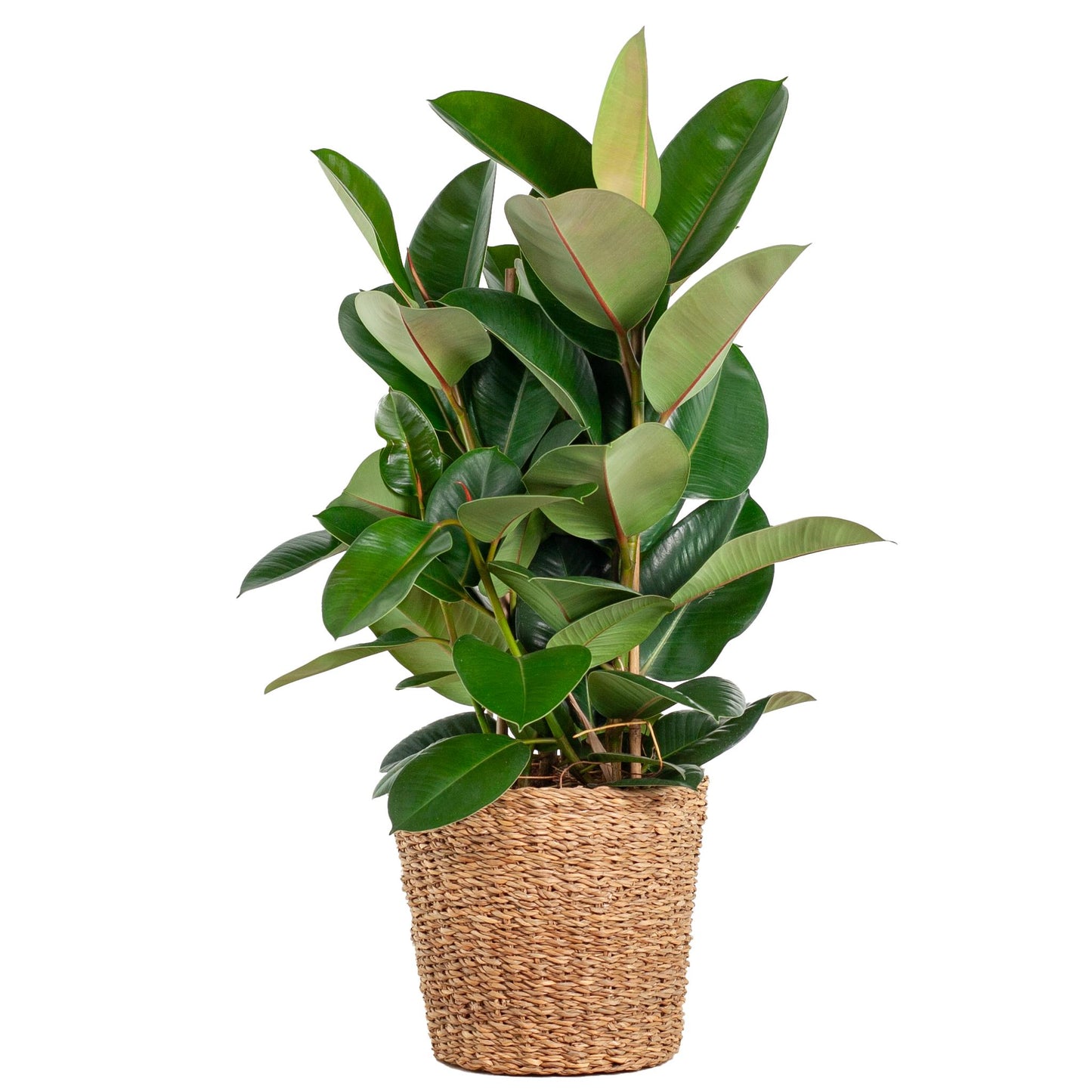 Ficus Elastica Robusta XL mit Korb Torun - 90cm - Ø27