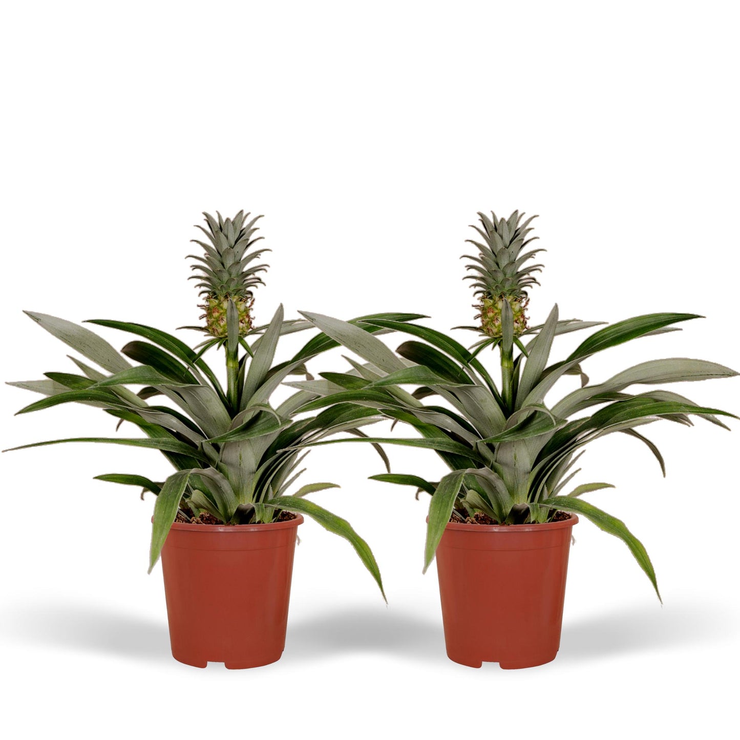 Bromelia (Ananaspflanze) - Ø12cm - ↕30cm - 2 Stücke